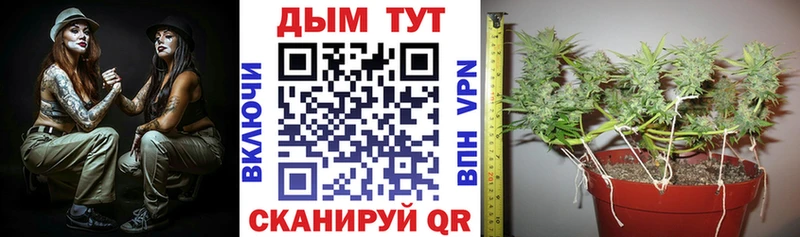 Шишки марихуана SATIVA & INDICA  закладка  Оленегорск 